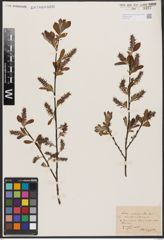Salix aurita L. x Salix silesiaca Willd.